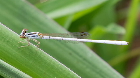 Silver Wisp (Agriocnemis argentea)